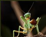 Common Mantis - elävä ansa hyönteisille