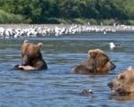 Ruskea karhu: mielenkiintoisia faktoja