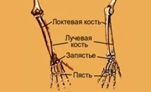 Лучевая кость руки где находится фото