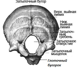 Мыщелок затылочной кости фото