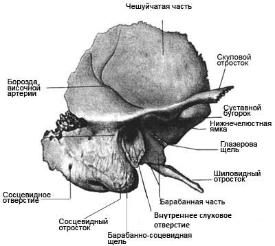 Где находится височная кость. Сосцевидный отросток височной кости рисунок. Структура височной кости сосцевидный. Сосцевидный отросток височной кости анатомия. Височная кость отростки.