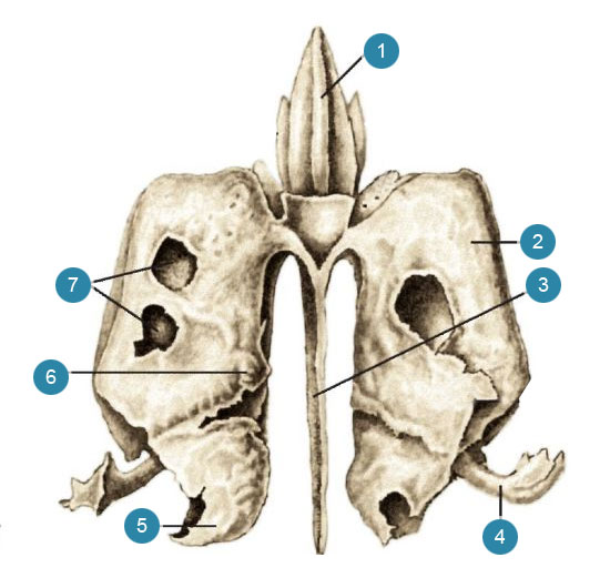 Продырявленная пластинка решетчатой кости. Решётчатая кость черепа. Решетчатая кость анатомия Синельников. Решетчатая кость черепа анатомия человека. Решетчатая кость (os ethmoidale).