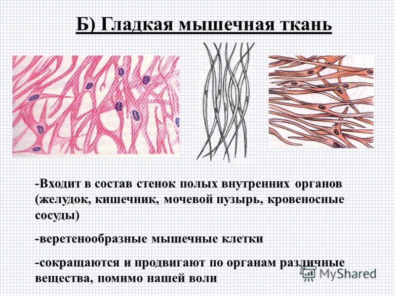 Работа гладких мышц. Строение клетки гладкой мышцы. Строение клетки гладкой мышечной ткани. Строение гладкой мышечной ткани рисунок. Иннервация гладкой мышечной ткани гистология.